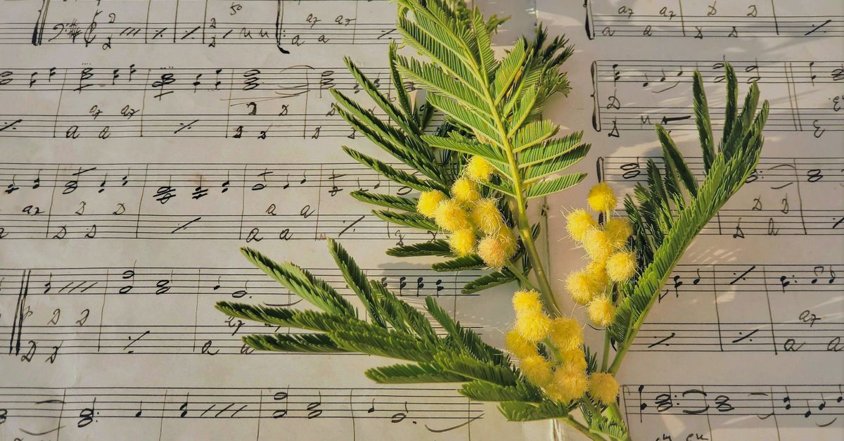 Close-up of yellow mimosa flowers on a vintage music sheet with handwritten notes.